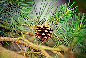 University Tree-Pine tree